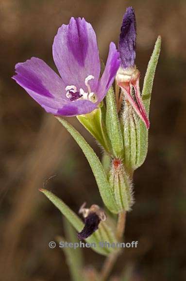 clarkia purpurea ssp quadrivulnera 2 graphic